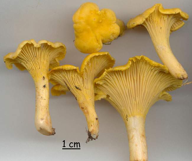 Cantharellus cibarius